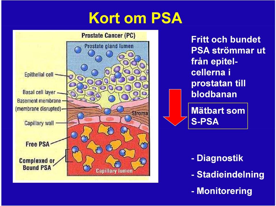 prostatan till blodbanan Mätbart som