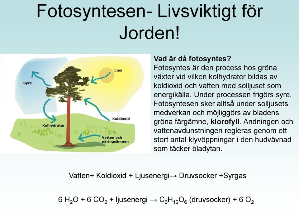 Under processen frigörs syre. Fotosyntesen sker alltså under solljusets medverkan och möjliggörs av bladens gröna färgämne, klorofyll.
