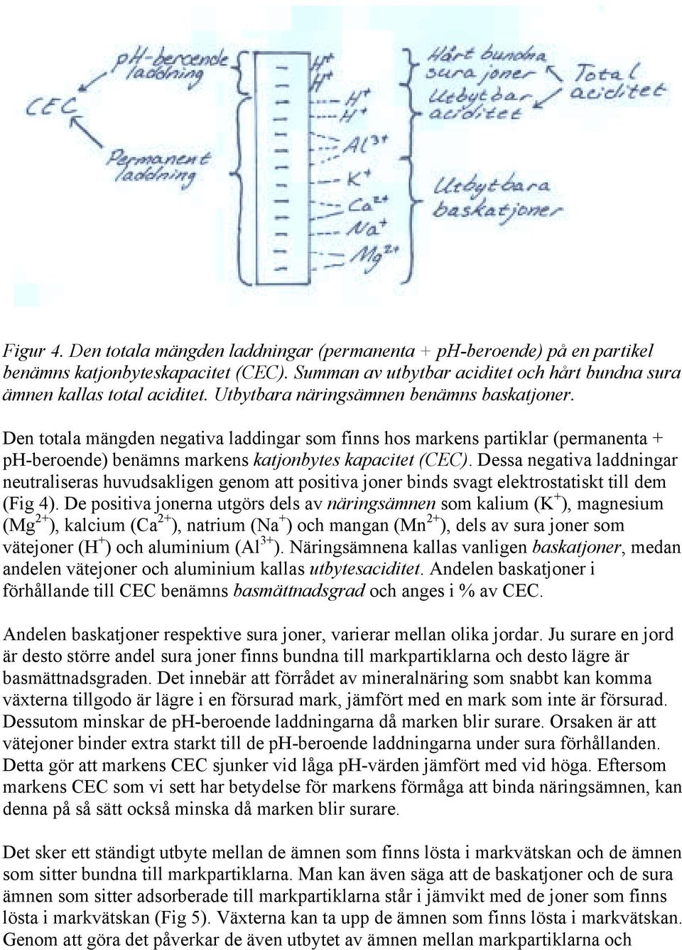 Dessa negativa laddningar neutraliseras huvudsakligen genom att positiva joner binds svagt elektrostatiskt till dem (Fig 4).