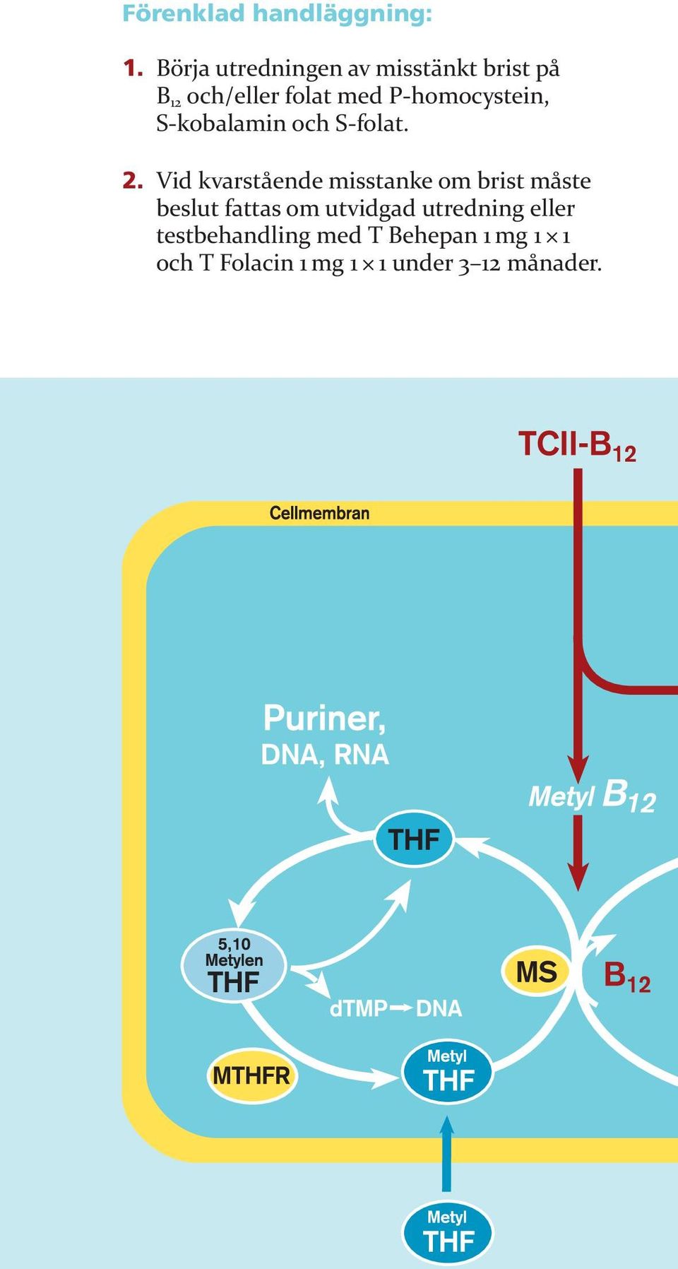 P-homocystein, S-kobalamin och S-folat. 2.
