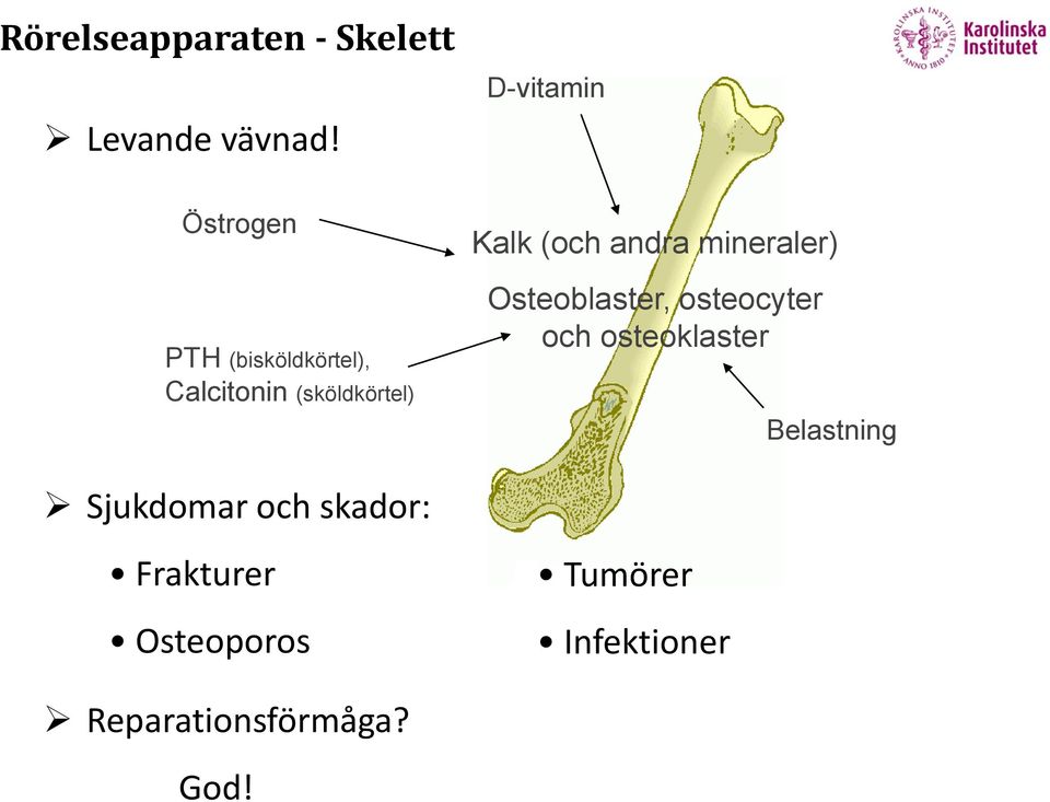 Kalk (och andra mineraler) Osteoblaster, osteocyter och osteoklaster
