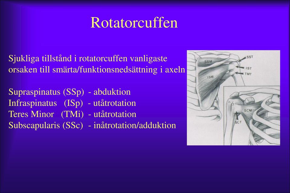 (SSp) - abduktion Infraspinatus (ISp) - utåtrotation Teres