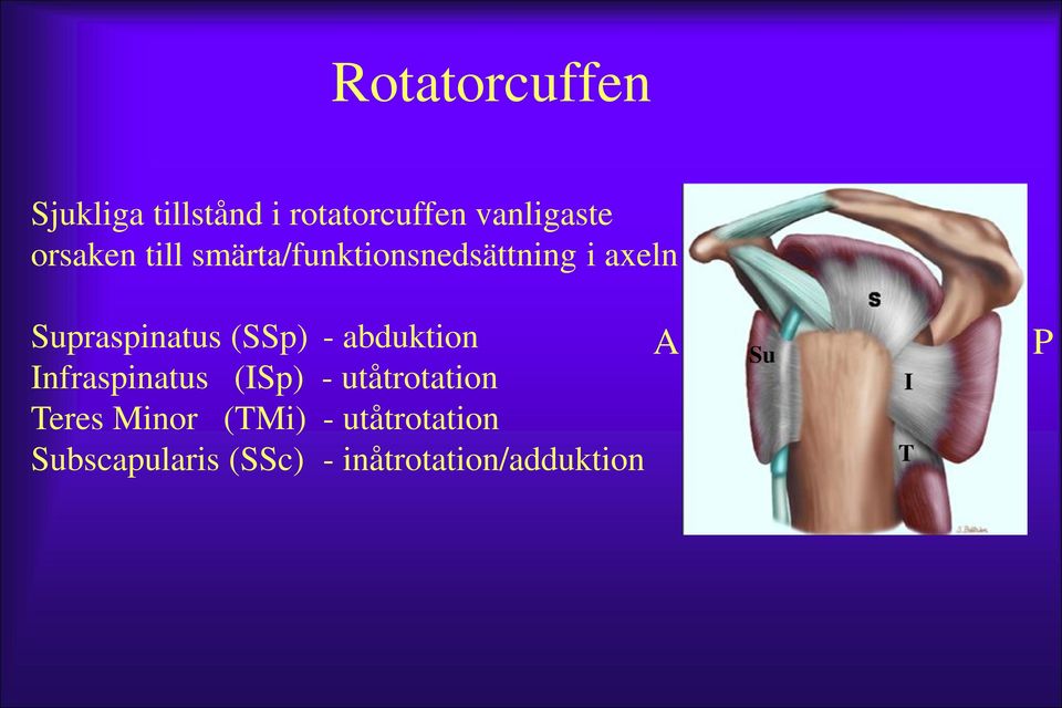 (SSp) - abduktion Infraspinatus (ISp) - utåtrotation Teres Minor