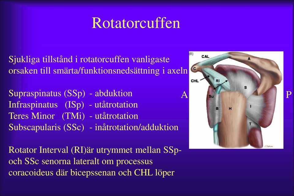 utåtrotation Teres Minor (TMi) - utåtrotation Subscapularis (SSc) - inåtrotation/adduktion A P