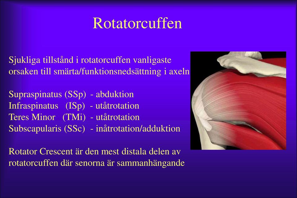 (ISp) - utåtrotation Teres Minor (TMi) - utåtrotation Subscapularis (SSc) -