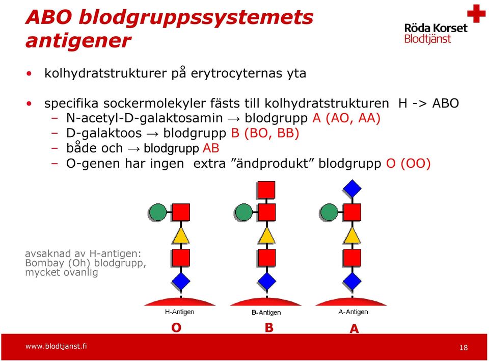 AA) D-galaktoos blodgrupp B (BO, BB) både och blodgrupp AB O-genen har ingen extra ändprodukt