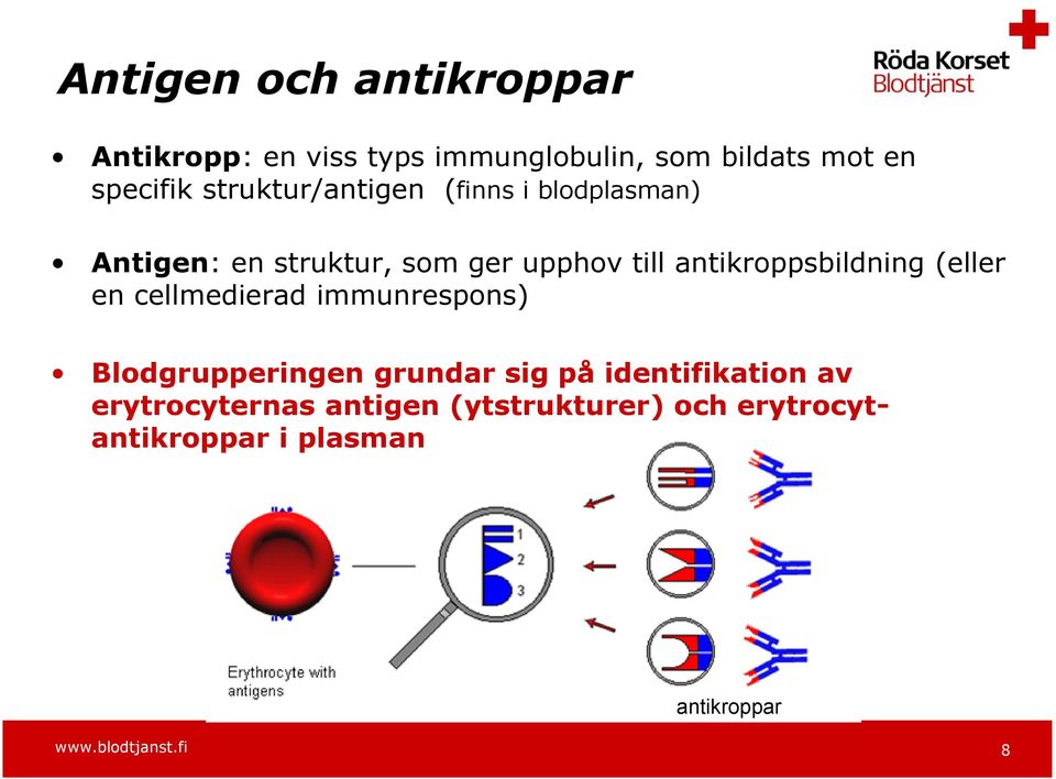 antikroppsbildning (eller en cellmedierad immunrespons) Blodgrupperingen grundar sig på