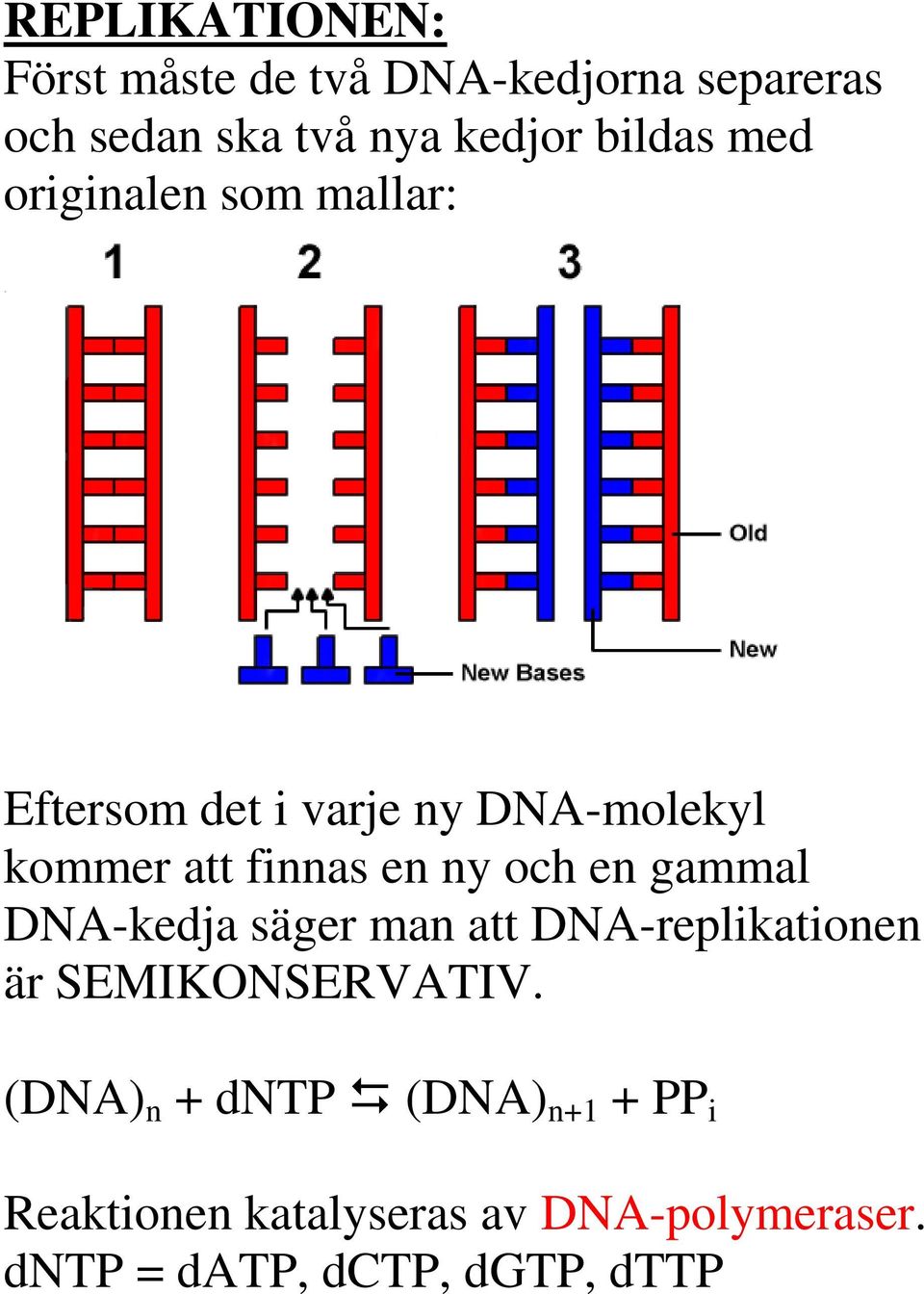 en ny och en gammal DNA-kedja säger man att DNA-replikationen är SEMIKONSERVATIV.