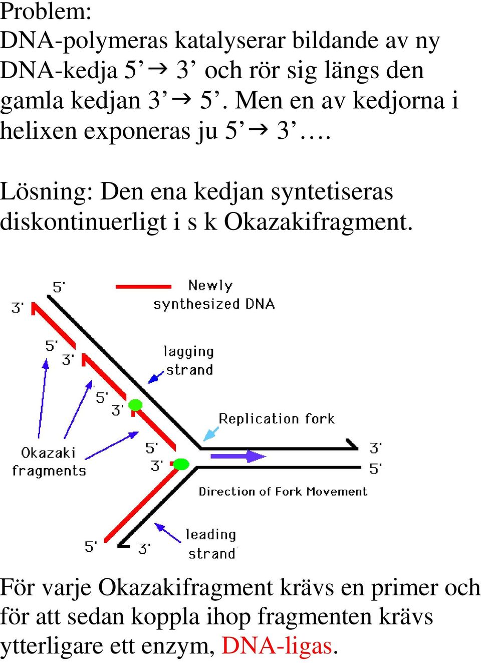 Lösning: Den ena kedjan syntetiseras diskontinuerligt i s k Okazakifragment.