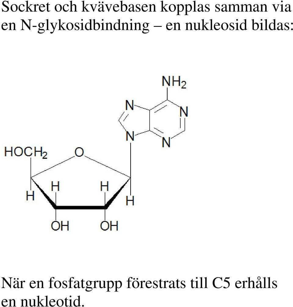 nukleosid bildas: När en