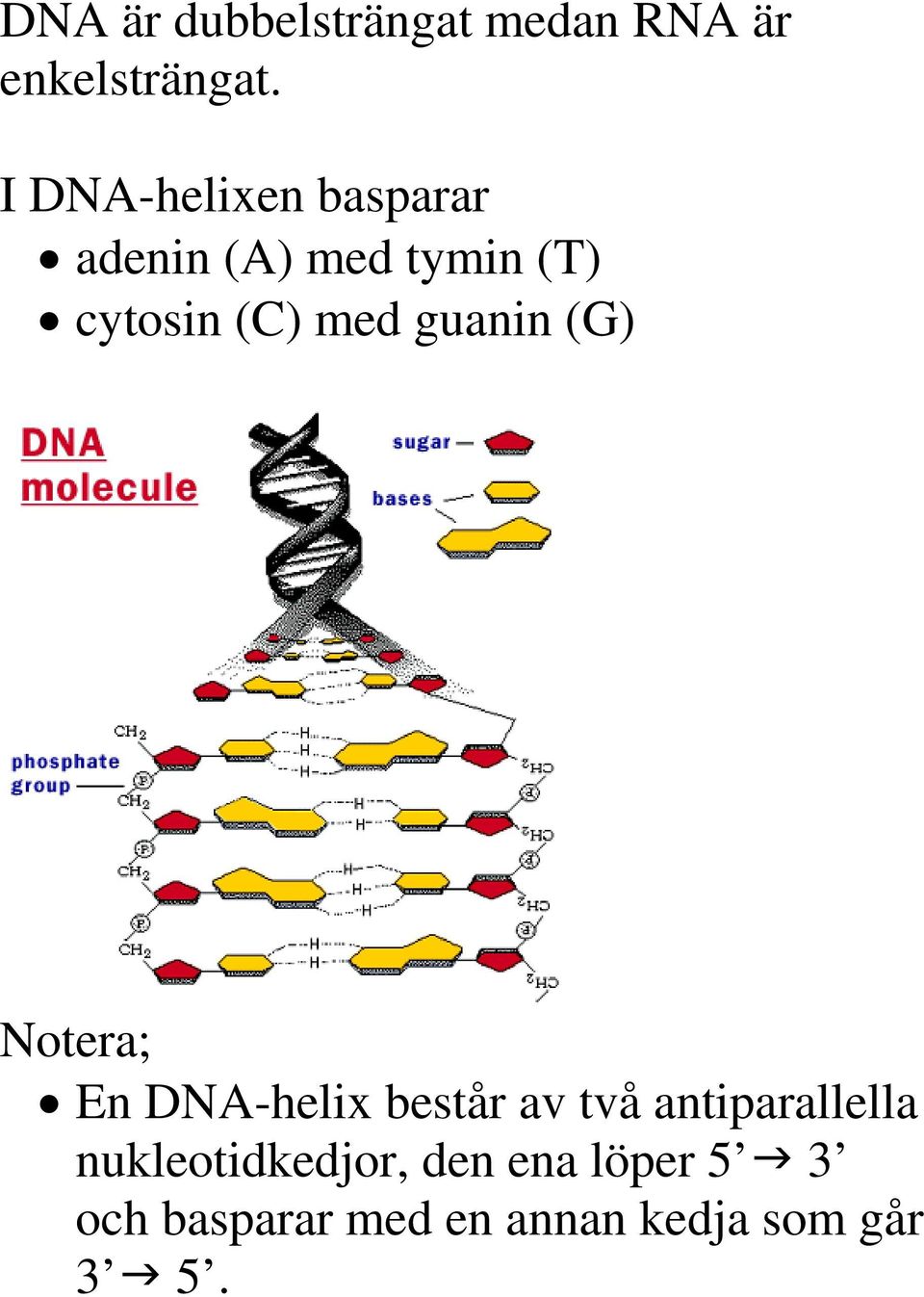guanin (G) Notera; En DNA-helix består av två antiparallella