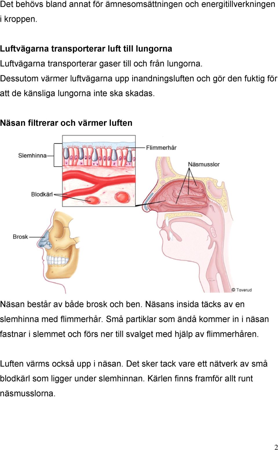 Dessutom värmer luftvägarna upp inandningsluften och gör den fuktig för att de känsliga lungorna inte ska skadas.