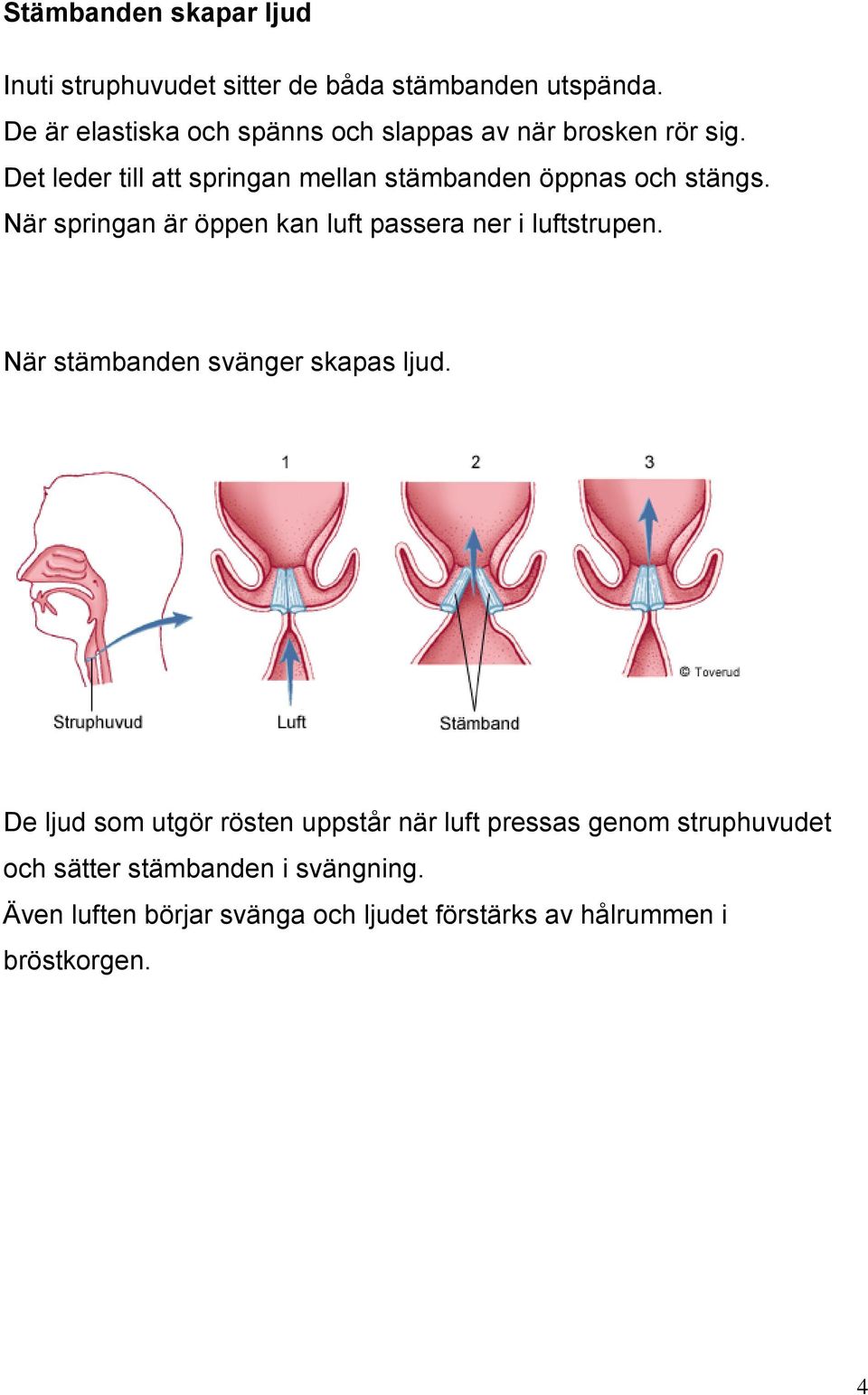 Det leder till att springan mellan stämbanden öppnas och stängs.