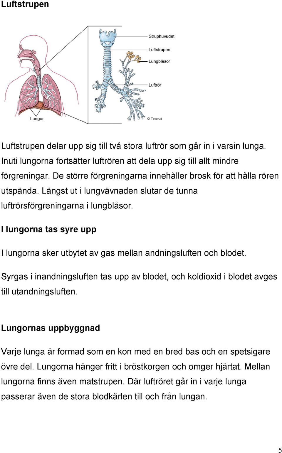 I lungorna tas syre upp I lungorna sker utbytet av gas mellan andningsluften och blodet. Syrgas i inandningsluften tas upp av blodet, och koldioxid i blodet avges till utandningsluften.