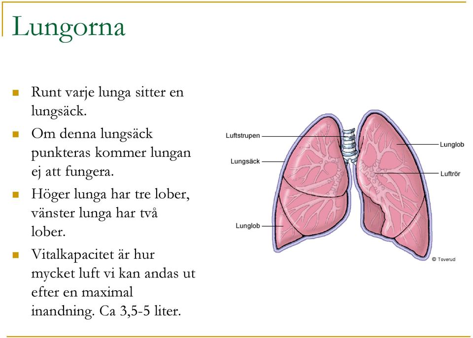 Höger lunga har tre lober, vänster lunga har två lober.