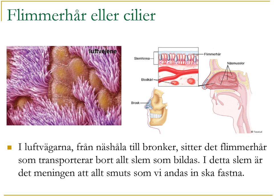 transporterar bort allt slem som bildas.