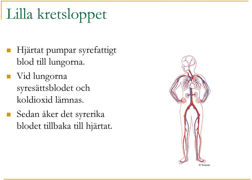 Vid lungorna syresättsblodet och koldioxid