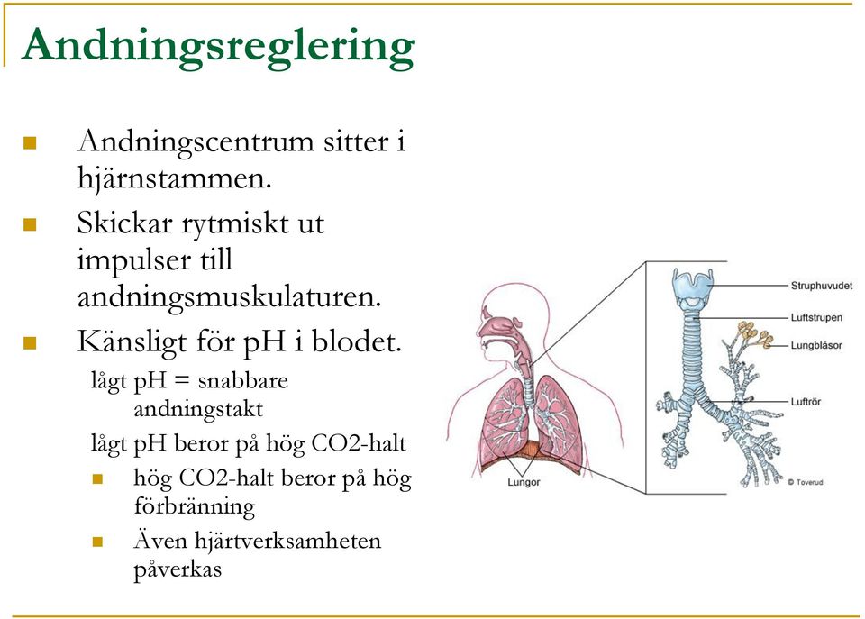 Känsligt för ph i blodet.