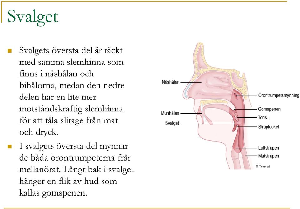 tåla slitage från mat och dryck.