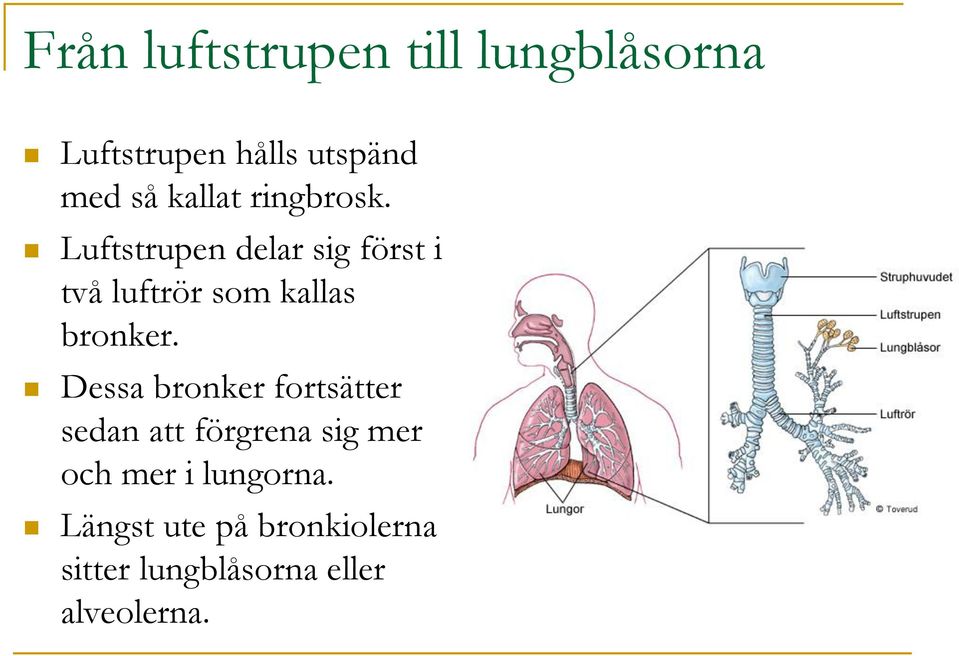 Luftstrupen delar sig först i två luftrör som kallas bronker.