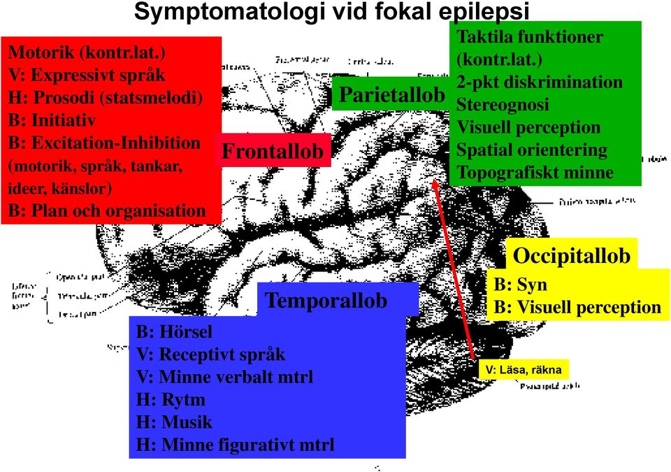 B: Plan och organisation Symptomatologi vid fokal epilepsi Frontallob Parietallob Taktila funktioner (kontr.lat.