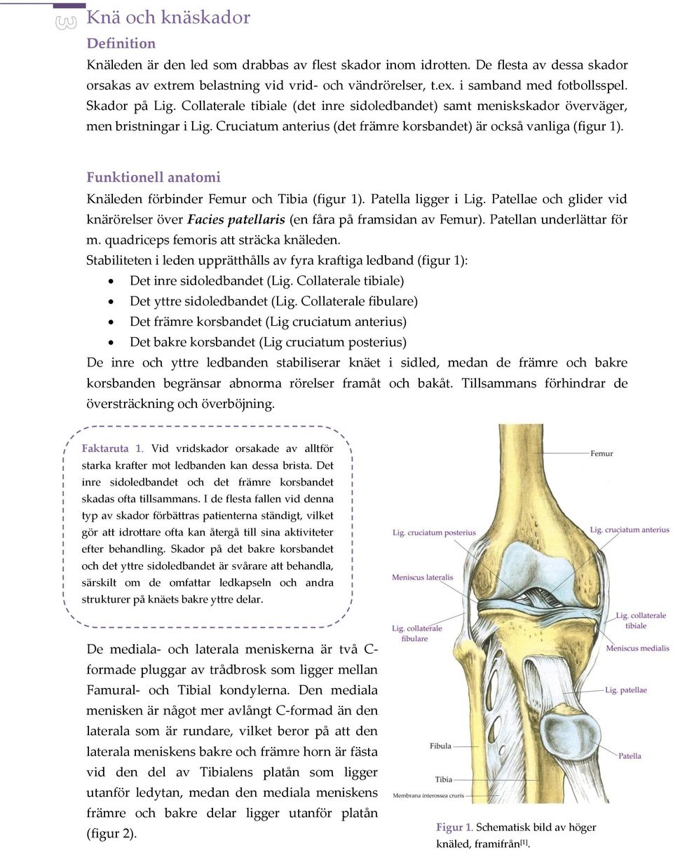 Funktionell anatomi Knäleden förbinder Femur och Tibia (figur 1). Patella ligger i Lig. Patellae och glider vid knärörelser över Facies patellaris (en fåra på framsidan av Femur).