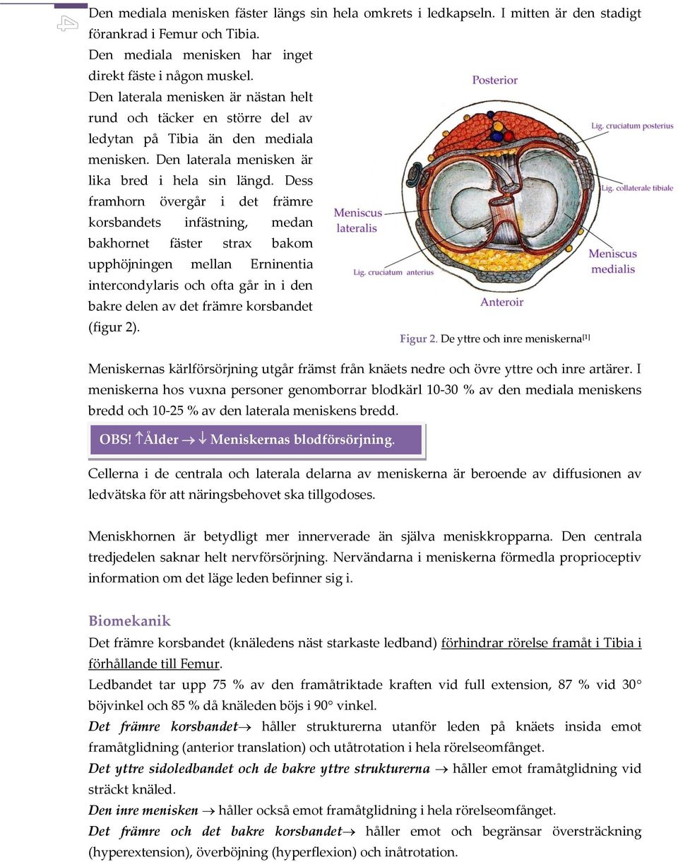 Dess framhorn övergår i det främre korsbandets infästning, medan bakhornet fäster strax bakom upphöjningen mellan Erninentia intercondylaris och ofta går in i den bakre delen av det främre korsbandet
