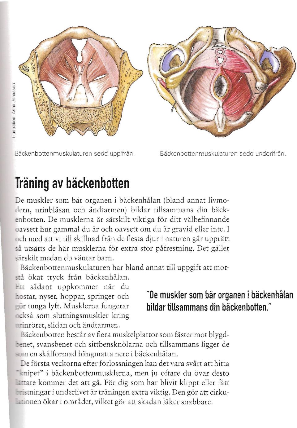 De musklerna är särskilt viktiga för ditt välbefinnande oavsett hur gammal du är och oavsett om du är gravid eller inte.