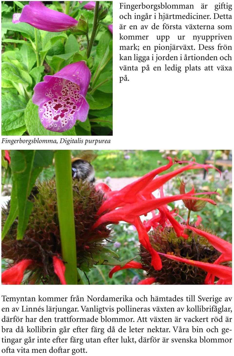 Fingerborgsblomma, Digitalis purpurea Temyntan kommer från Nordamerika och hämtades till Sverige av en av Linnés lärjungar.