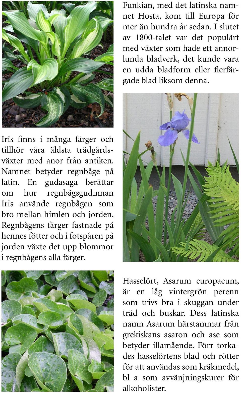 Iris finns i många färger och tillhör våra äldsta trädgårdsväxter med anor från antiken. Namnet betyder regnbåge på latin.