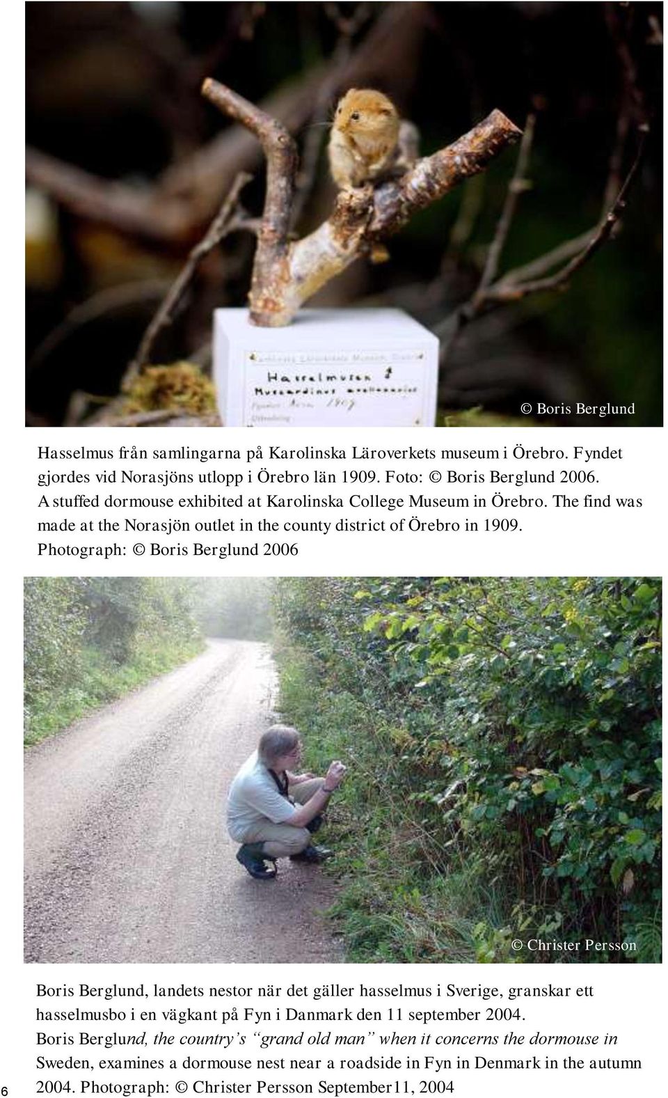 Photograph: 2006 Christer Persson 6 Boris Berglund, landets nestor när det gäller hasselmus i Sverige, granskar ett hasselmusbo i en vägkant på Fyn i Danmark den 11