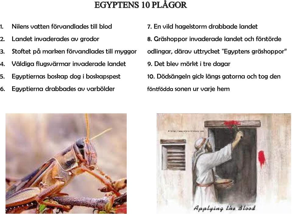 Egyptiernas boskap dog i boskapspest 6. Egyptierna drabbades av varbölder 7. En vild hagelstorm drabbade landet 8.