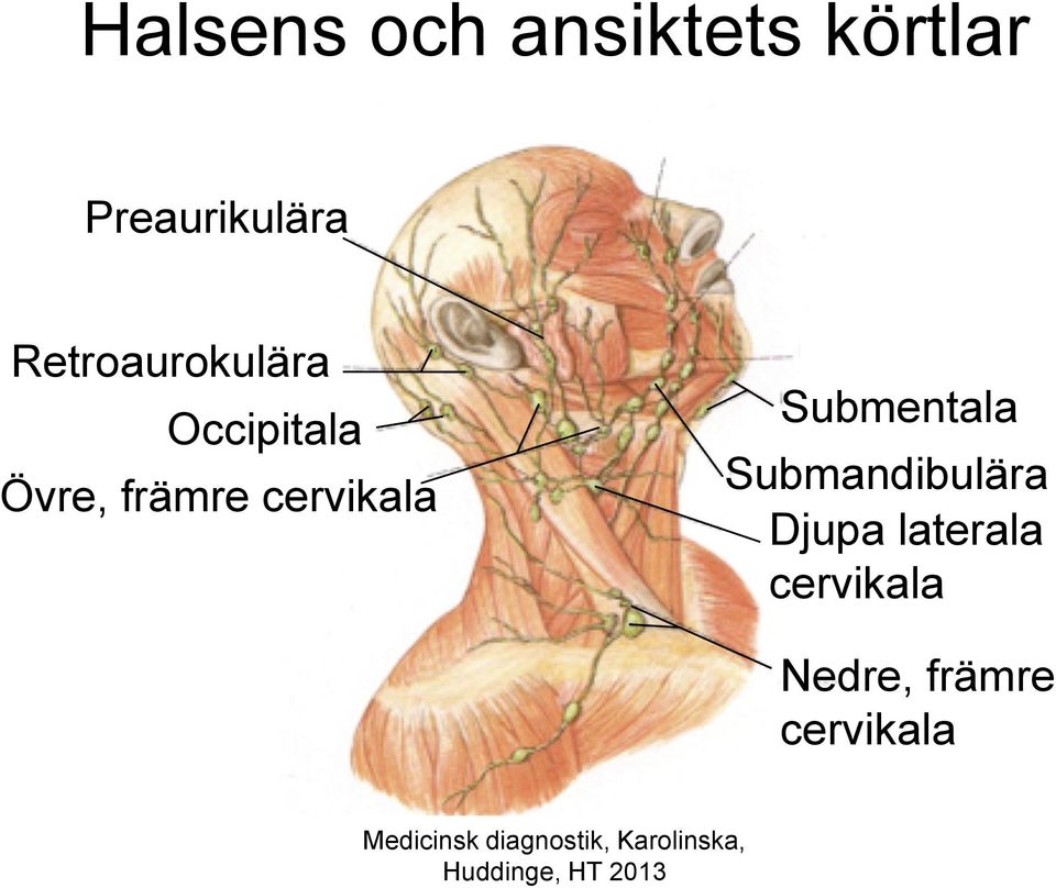 Övre, främre cervikala Submentala