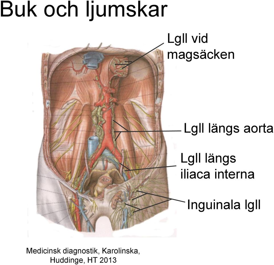 längs aorta Lgll längs