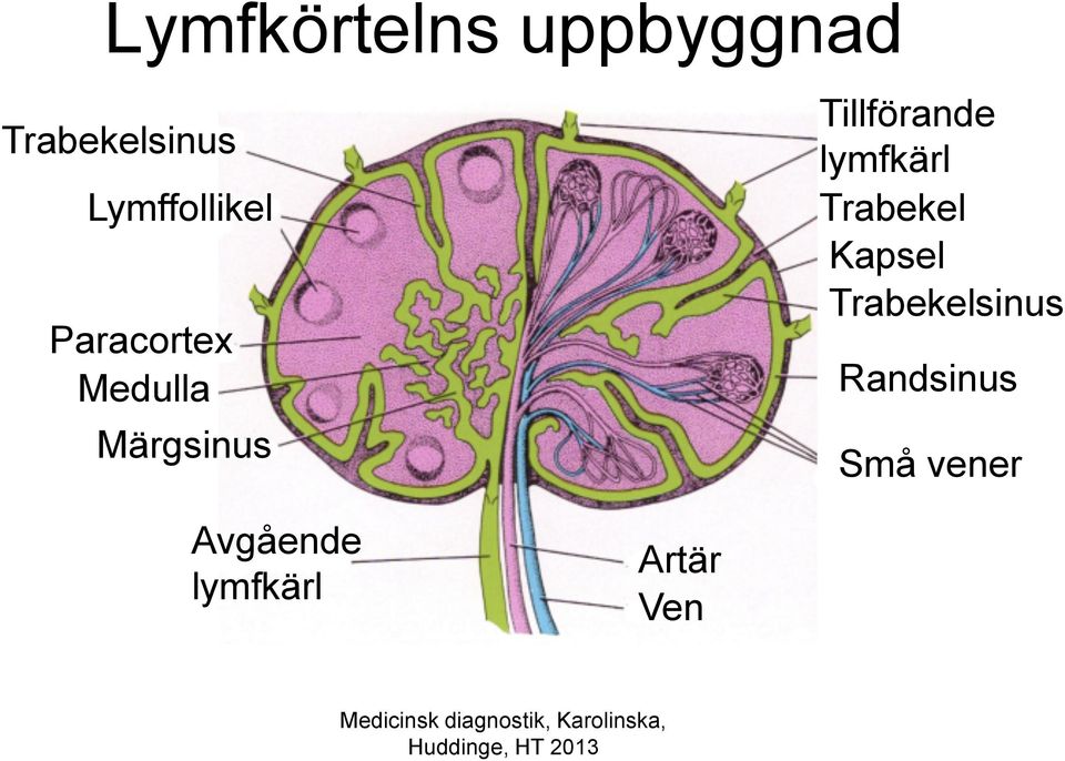 Tillförande lymfkärl Trabekel Kapsel