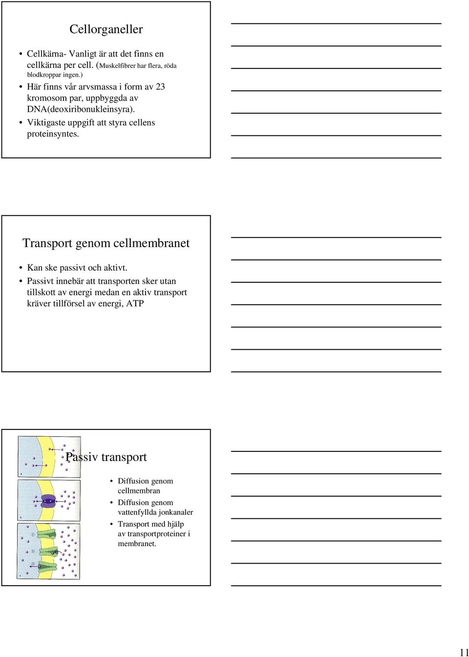 Transport genom cellmembranet Kan ske passivt och aktivt.