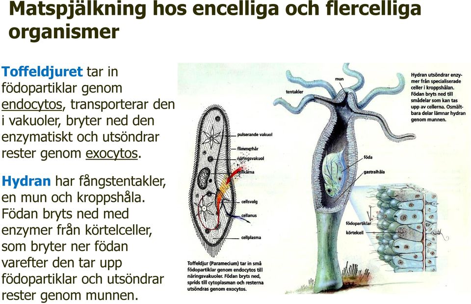 exocytos. Hydran har fångstentakler, en mun och kroppshåla.