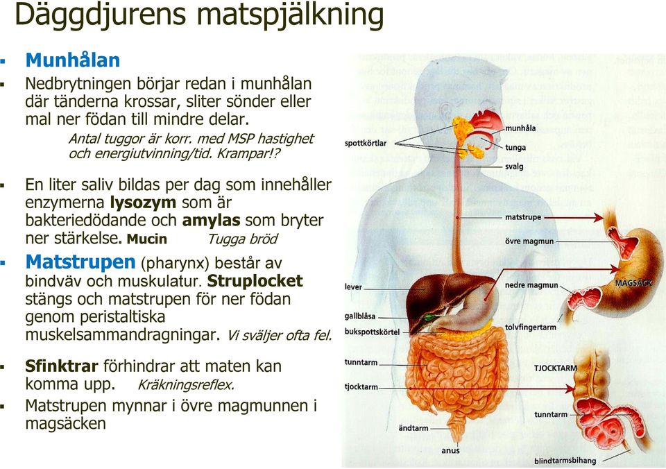 ? En liter saliv bildas per dag som innehåller enzymerna lysozym som är bakteriedödande och amylas som bryter ner stärkelse.