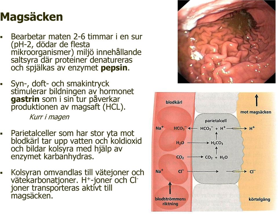 Syn-, doft- och smakintryck stimulerar bildningen av hormonet gastrin som i sin tur påverkar produktionen av magsaft (HCL).