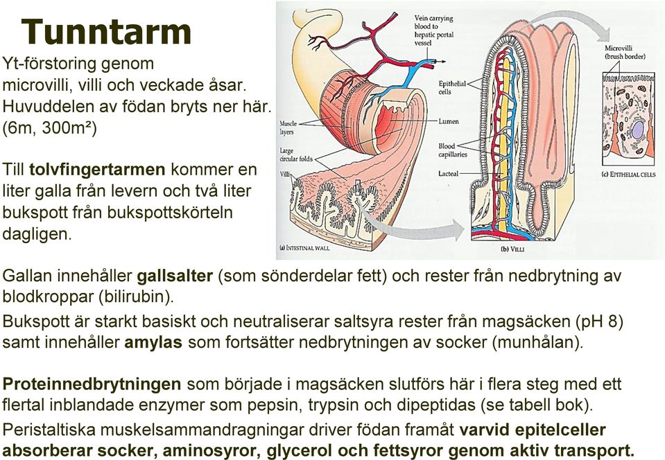 Gallan innehåller gallsalter (som sönderdelar fett) och rester från nedbrytning av blodkroppar (bilirubin).