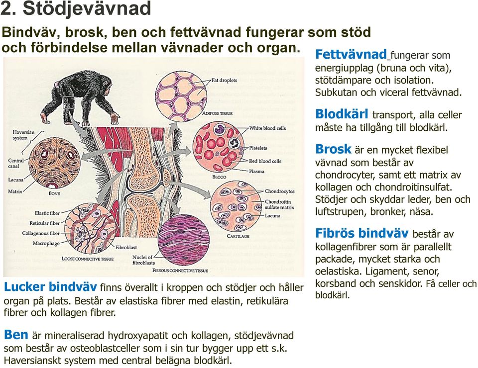 Brosk är en mycket flexibel vävnad som består av chondrocyter, samt ett matrix av kollagen och chondroitinsulfat. Stödjer och skyddar leder, ben och luftstrupen, bronker, näsa.