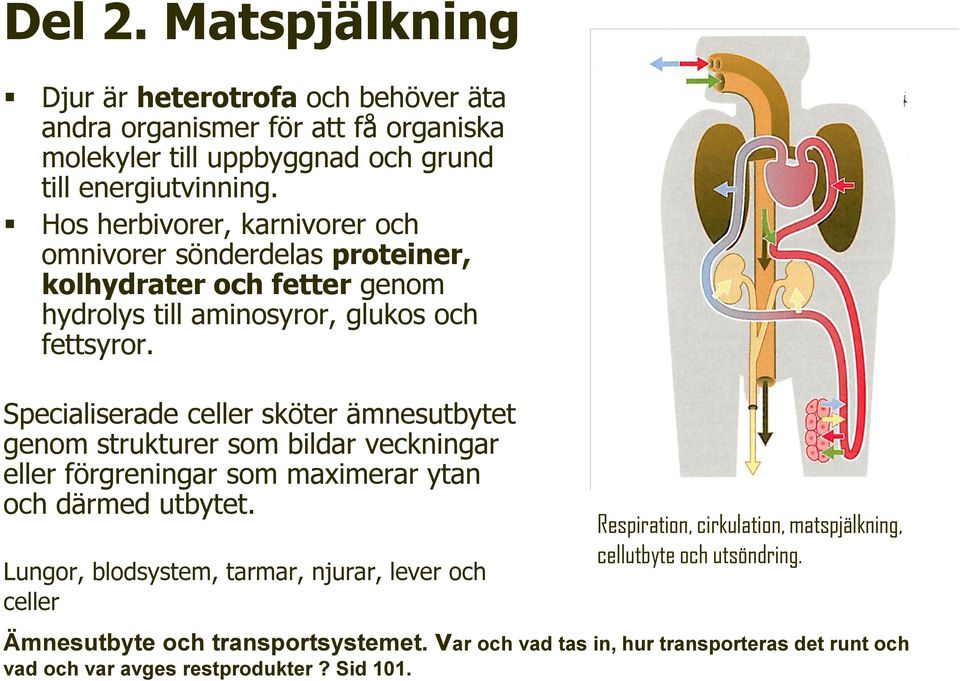 Specialiserade celler sköter ämnesutbytet genom strukturer som bildar veckningar eller förgreningar som maximerar ytan och därmed utbytet.