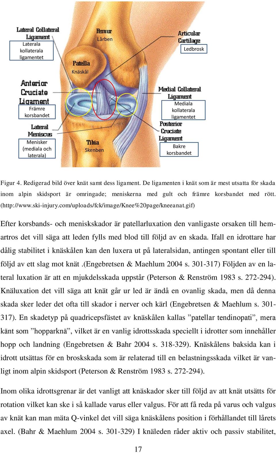 ski-injury.com/uploads/fck/image/knee%20page/kneeanat.