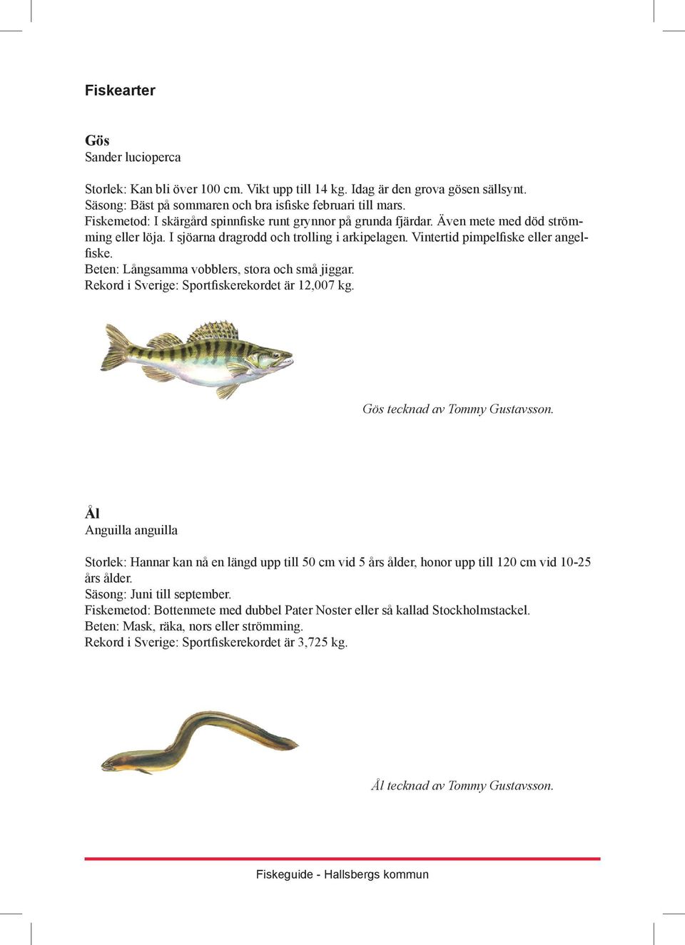 Beten: Långsamma vobblers, stora och små jiggar. Rekord i Sverige: Sportfiskerekordet är 12,007 kg. Gös tecknad av Tommy Gustavsson.