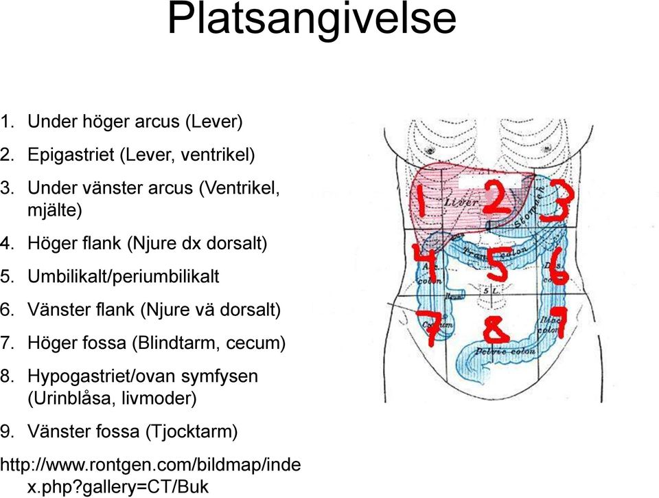 Umbilikalt/periumbilikalt 6. Vänster flank (Njure vä dorsalt) 7. Höger fossa (Blindtarm, cecum) 8.