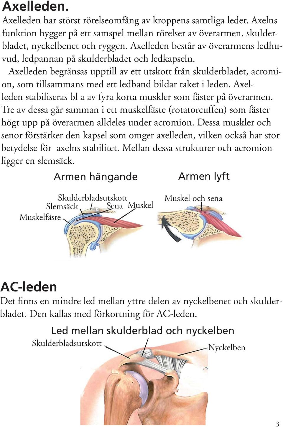 Axelleden begränsas upptill av ett utskott från skulderbladet, acromion, som tillsammans med ett ledband bildar taket i leden.