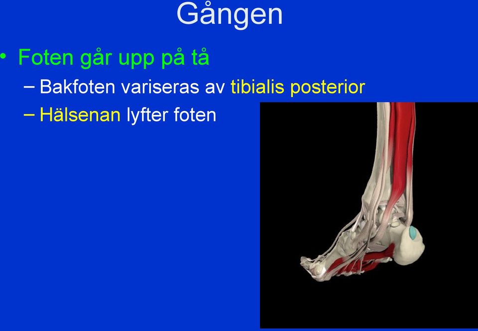 variseras av tibialis