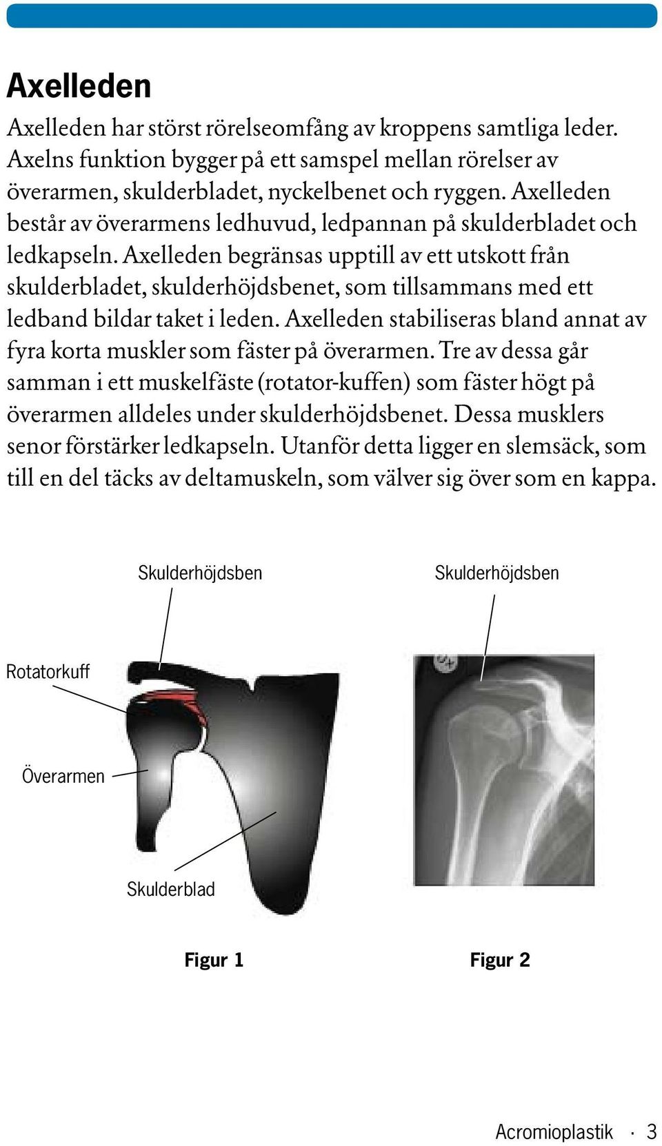 Axelleden begränsas upptill av ett utskott från skulderbladet, skulderhöjdsbenet, som tillsammans med ett ledband bildar taket i leden.