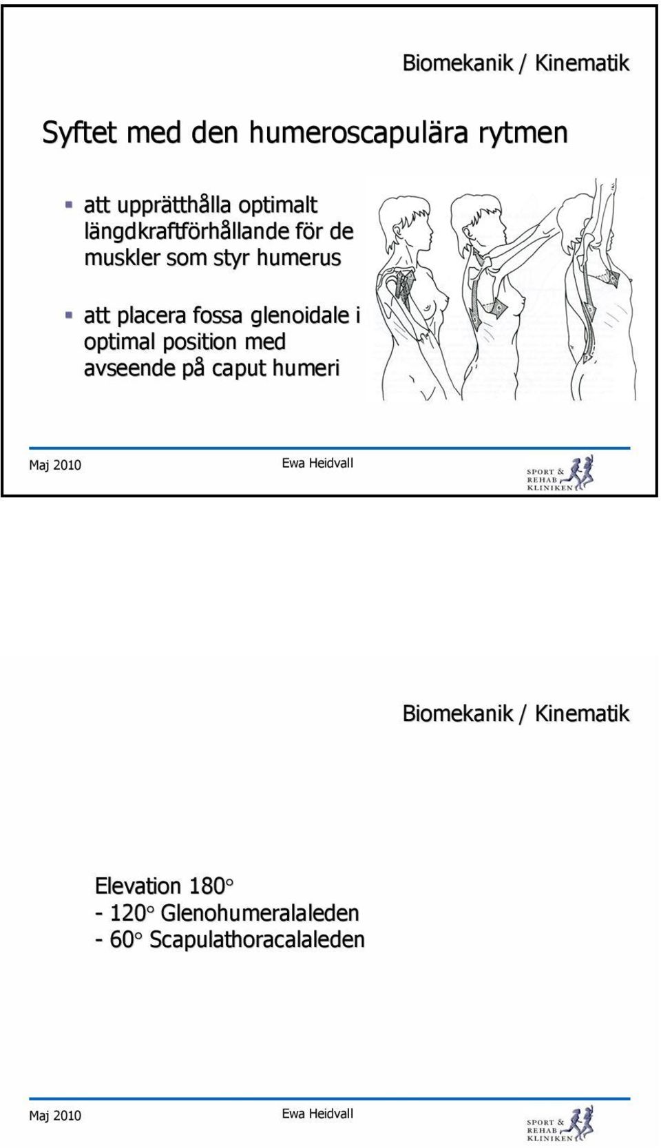 Scapularytmen är r ett resultat av rörelsen r relsen i alla fyra leder samtidigt Elevation 180-120 Glenohumeralaleden - 60