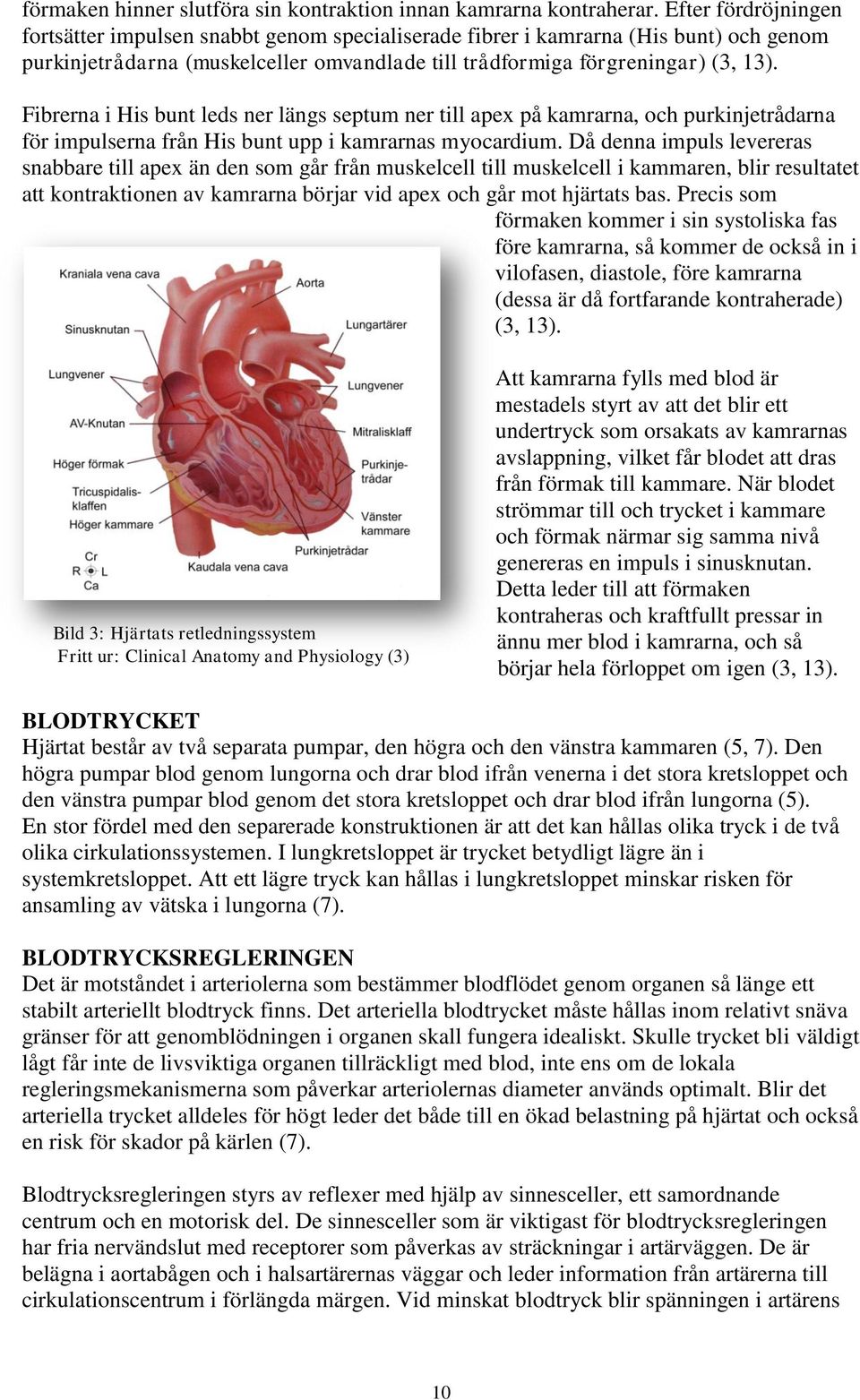 Fibrerna i His bunt leds ner längs septum ner till apex på kamrarna, och purkinjetrådarna för impulserna från His bunt upp i kamrarnas myocardium.